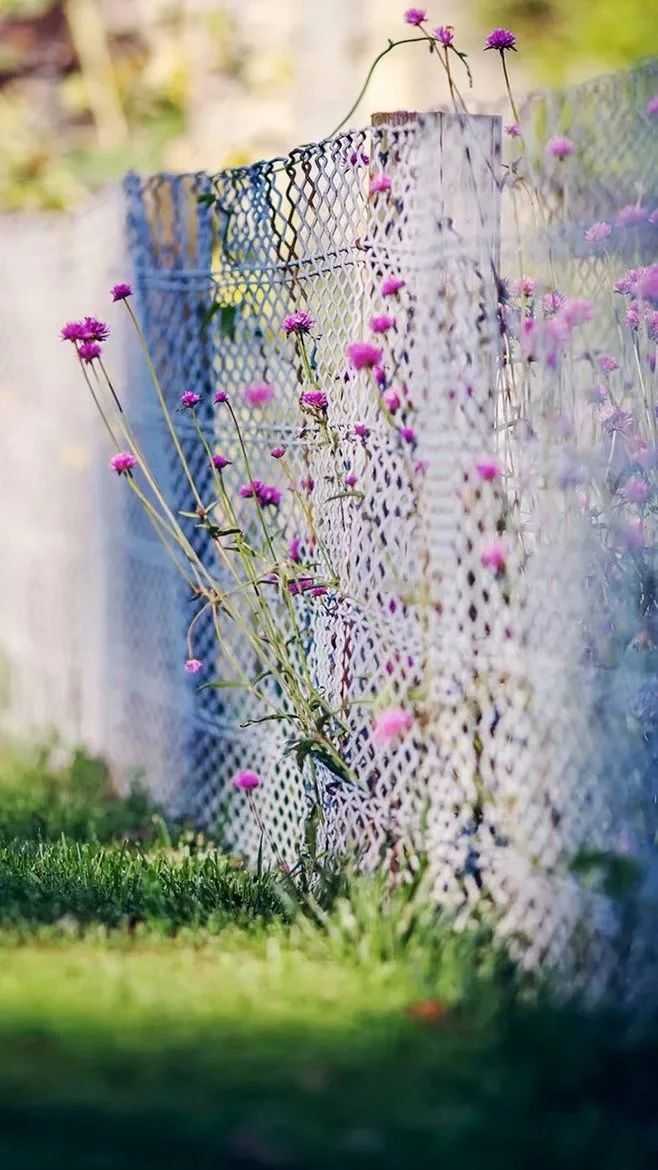 朗诵：最美祝福，祝你平安（感恩遇见）
