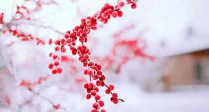 今日大雪：爱在心中，无言也暖