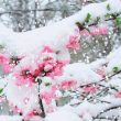 【朗诵】小寒：踏雪寻梅，岁月安暖( 真美）