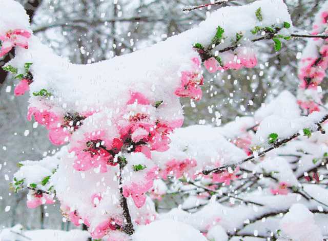 【朗诵】小寒：踏雪寻梅，岁月安暖( 真美）